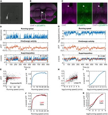 Temporal dynamics of cholinergic activity in the septo-hippocampal system